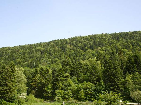 Tirane, shes toke 200.000 m² 4.000 Leke/m2