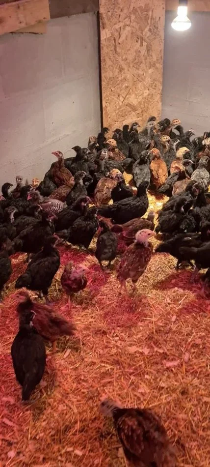 Durres (Shijak), Shiten Zogj / Pula Rrace dhe te ndryshme, Peshe e Gjalle dhe per Veze