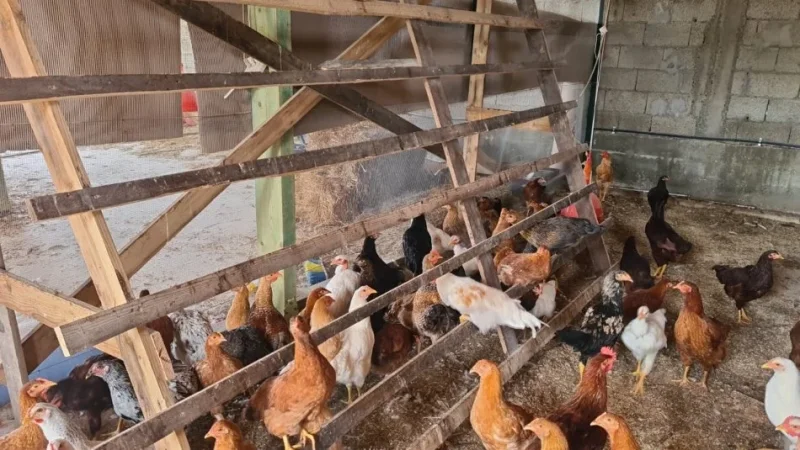 Durres (Shijak), Shiten Zogj / Pula Rrace dhe te ndryshme, Peshe e Gjalle dhe per Veze