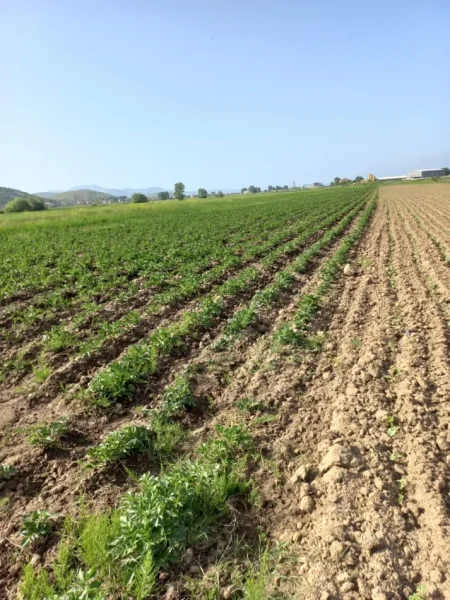 Korce, shitet toke 4,000 m²