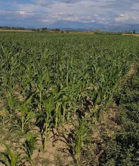 Lushnje, shes toke bujqesore , 9,000 m² 82,500 € (Bubullime, Lushnje)