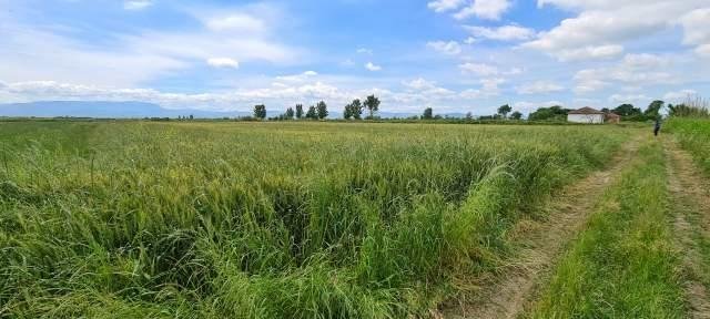 Lushnje, shes toke bujqesore , 9,000 m² 82,500 € (Bubullime, Lushnje)