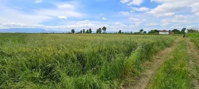 Lushnje, shes toke bujqesore , 9,000 m² 82,500 € (Bubullime, Lushnje)