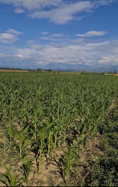Lushnje, shes toke bujqesore , 9,000 m² 82,500 € (Bubullime, Lushnje)