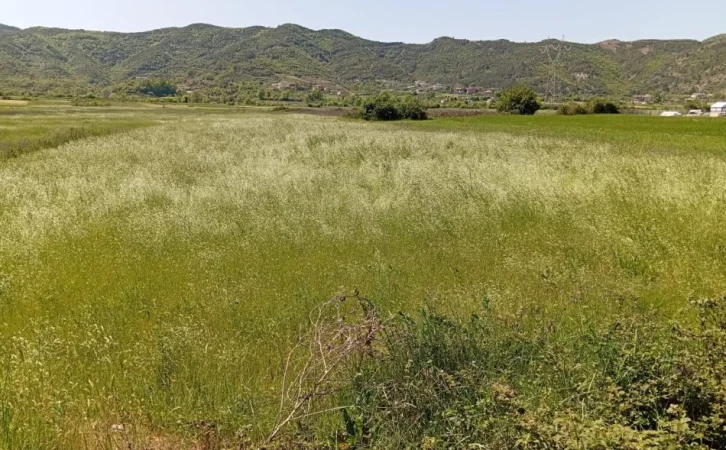 Tirane, shitet toke , 10,000 m² 500,000 € 