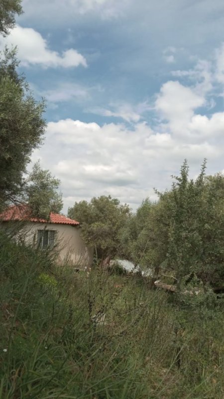 Lushnje Divjake, jepet me qera shtepi 2+1 Kati 1, 100 m² 150 €