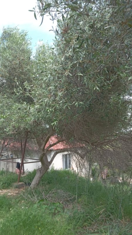 Lushnje Divjake, jepet me qera shtepi 2+1 Kati 1, 100 m² 150 €