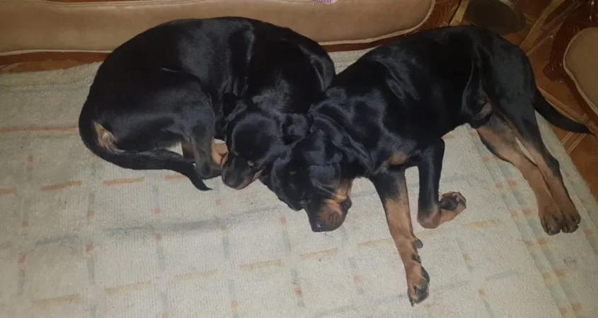 Tirane, shes Kelysha Rottweiler 300 €