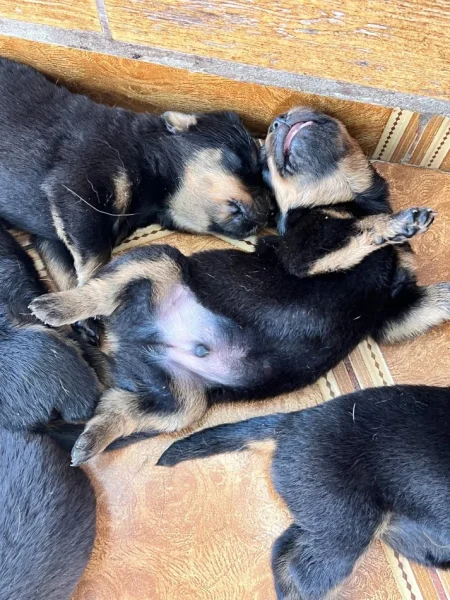 Tirane, shes Kelysha Rottweiler 300 €