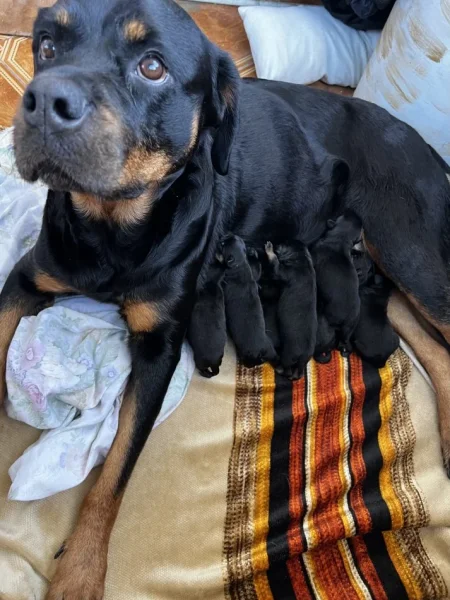 Tirane, shes Kelysha Rottweiler 300 €