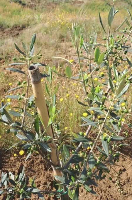 Tirane, shitet truall , 35.000 m² (Kasall,kamez)