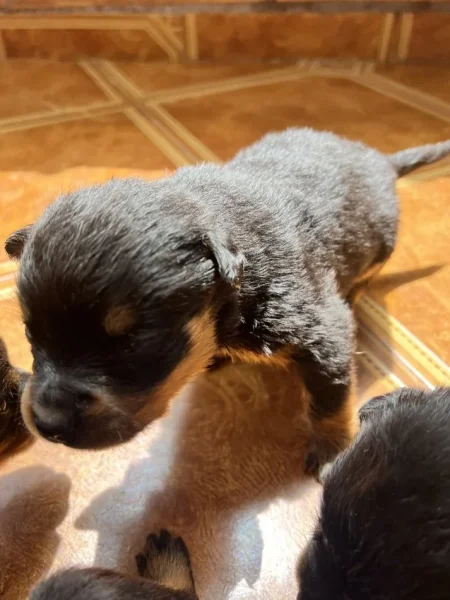 Tirane, shes Kelysha Rottweiler 250 €