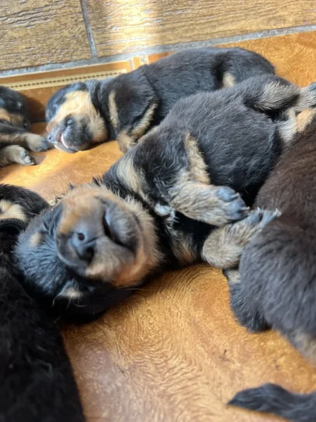 Tirane, shes Kelysha Rottweiler 250 €