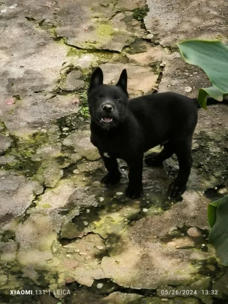 Kavaje, okazion Shitet 150 €