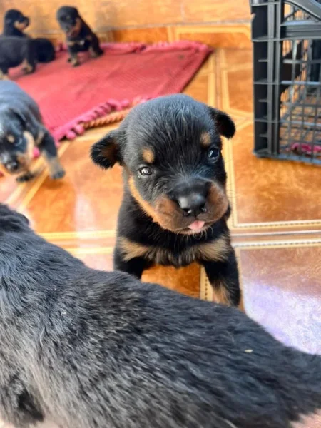 Tirane, shes Kelysha Rottweiler 251 €