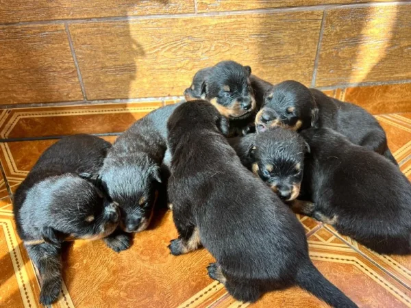 Tirane, shes Kelysha Rottweiler 251 €