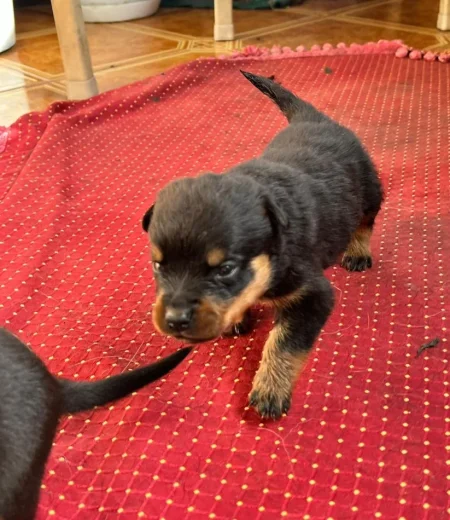 Tirane, shes Kelysha Rottweiler 251 €