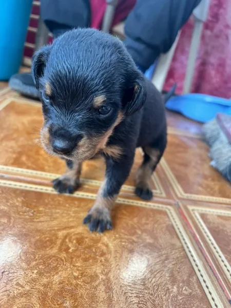 Tirane, shes Kelysha Rottweiler 251 €