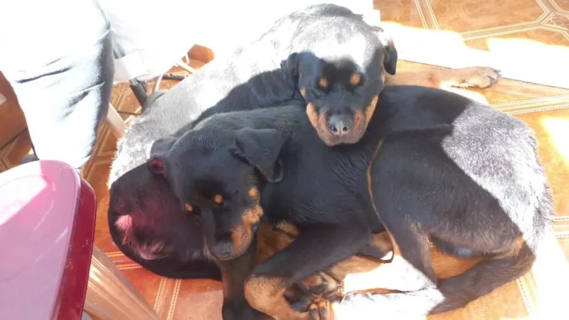 Tirane, shes Kelysha Rottweiler 251 €