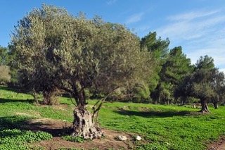 Vlore, shes toke 500 m² 7.200 Euro (Delisuf)
