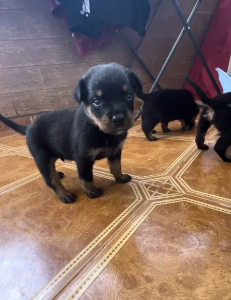 Tirane, shes Kelysha Rottweiler 240 €