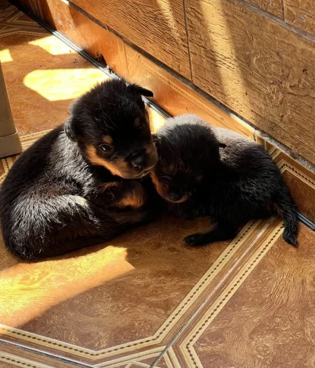 Tirane, shes Kelysha Rottweiler 240 €