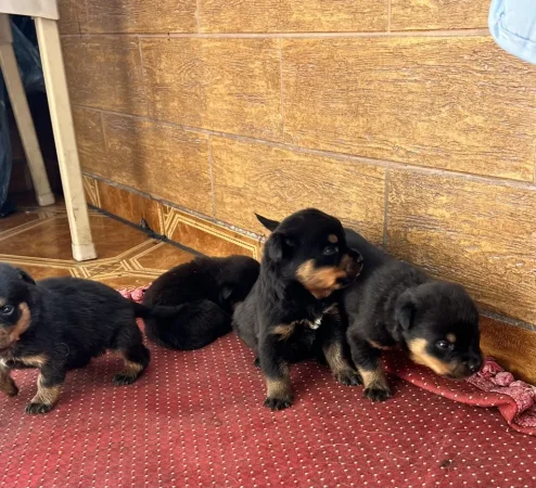 Tirane, shes Kelysha Rottweiler 240 €