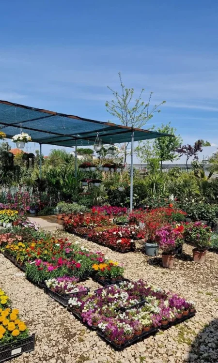 Durres, shes Aktivitet Biznesi Peme &amp; Lule Natyrale (Belli Fiori) 30 €