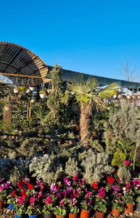 Durres, shes Aktivitet Biznesi Peme &amp; Lule Natyrale (Belli Fiori) 30 €