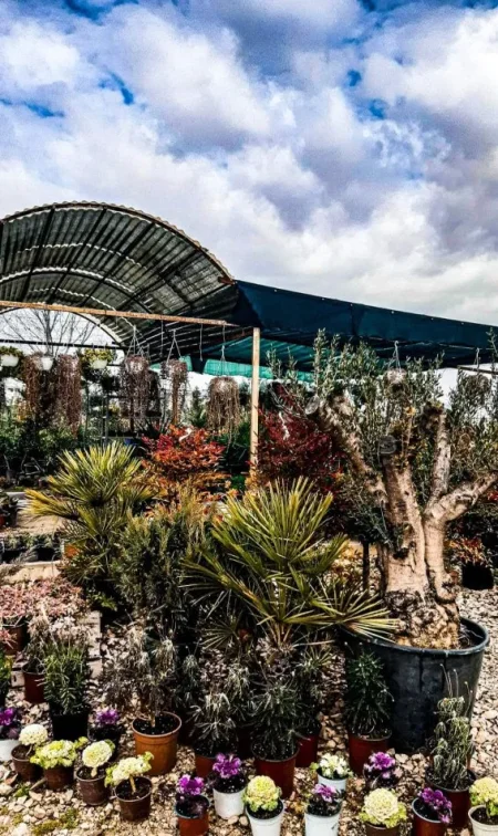 Durres, shes Aktivitet Biznesi Peme &amp; Lule Natyrale (Belli Fiori) 30 €