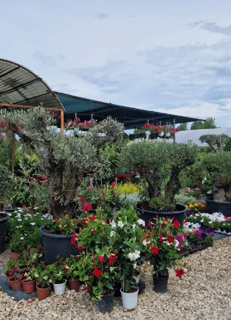 Durres, shes Aktivitet Biznesi Peme &amp; Lule Natyrale (Belli Fiori) 30 €