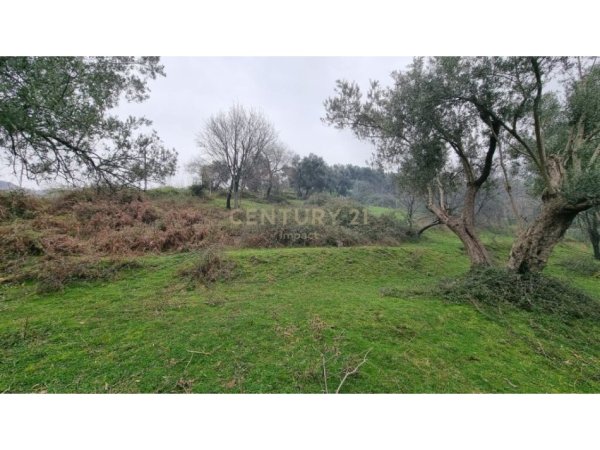 Tirane, shitet toke , 3.800 m² 589.000 € (FARKE E MADHE)