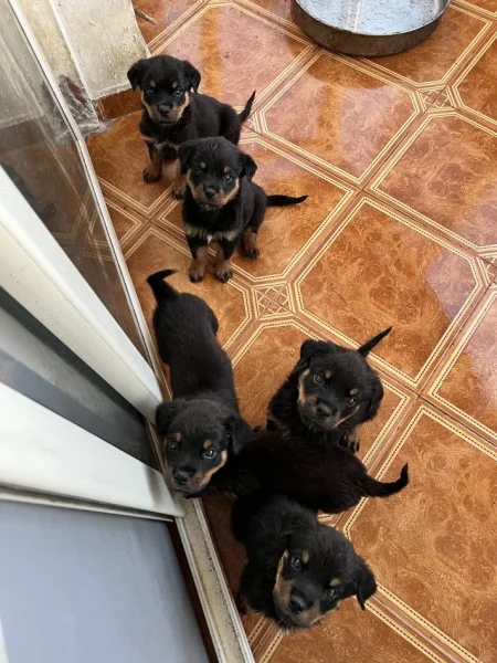 Tirane, shes Kelysha Rottweiler 200 €