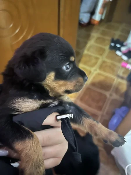 Tirane, shes Kelysha Rottweiler 200 €