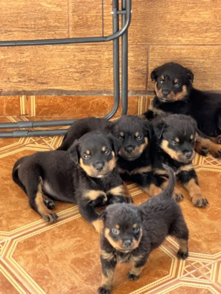 Tirane, shes Rottweiler 200 €