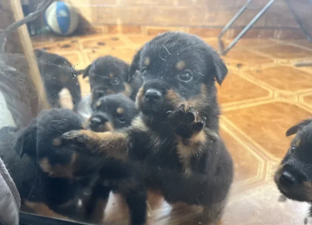 Tirane, shes Rottweiler 200 €