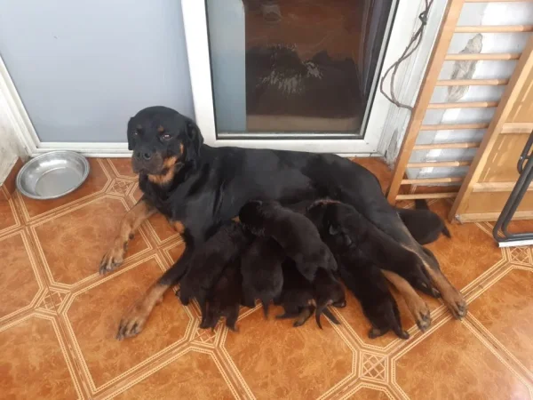 Tirane, shes Rottweiler 200 €