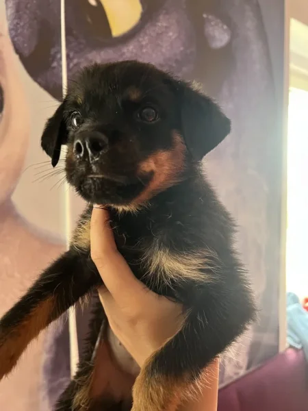 Tirane, ofroj Rottweiler Per Adoptim