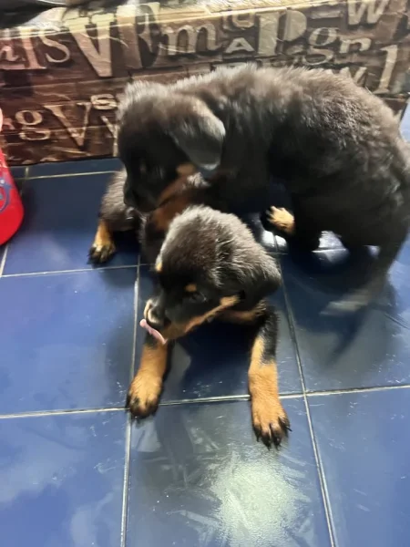 Tirane, ofroj Rottweiler Per Adoptim