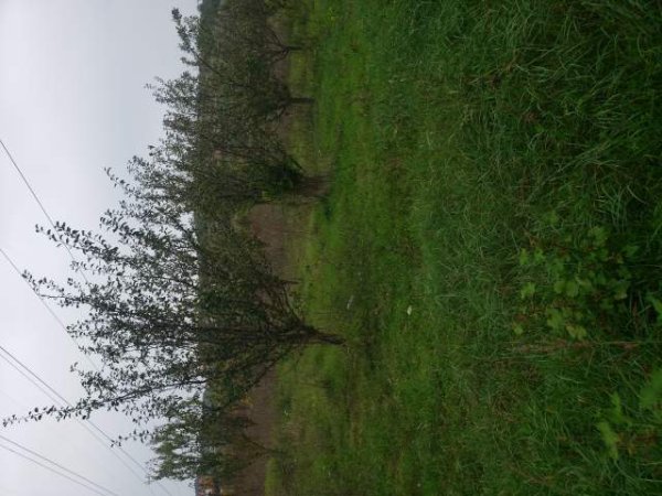 Tirane, shes toke 10.420 m² 525.000 Euro (Vaqarr)