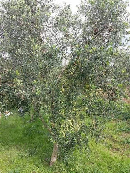 Tirane, shitet toke , 2.700 m² 85.000 € (Ndroq)