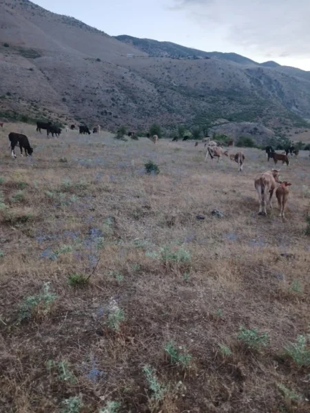 Gjirokaster, shes Lop mali me dhe pa vica, 180 krer, urgjente, cmimi i diskutushem