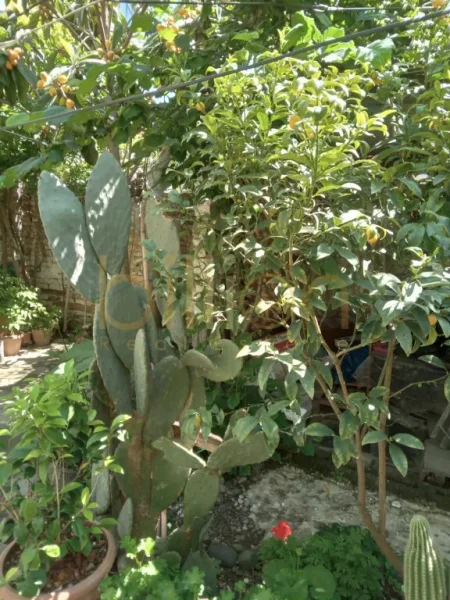 Durres, shitet shtepi 1 Katshe , 156 m² 120.000 € (Rruga Mujo Ulqinaku, Durrës, Albania)