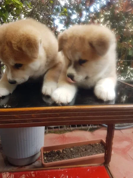 Tirane, shes Okazion klysh akita inu 250 €