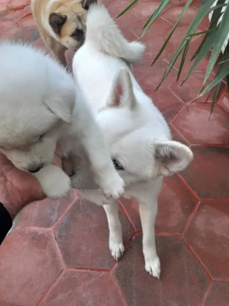 Tirane, shes Okazion klysh akita te bardh