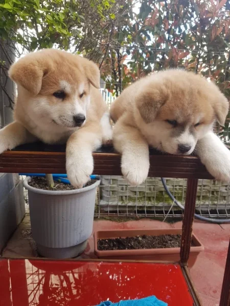 Tirane, shes Okazion klysh akita inu