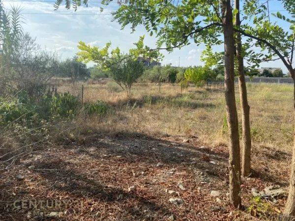 JEPET TOKE ARE ME QERA BUZE RRUGE NE ZONEN E VALIASIT NE KAMEZ. Metropol99971