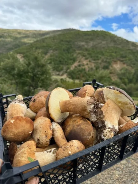 Puke, SHITEN KERPUDHA LISI BIO 10 MILEK TE VJETRA CMIMI PER KILE 10 €