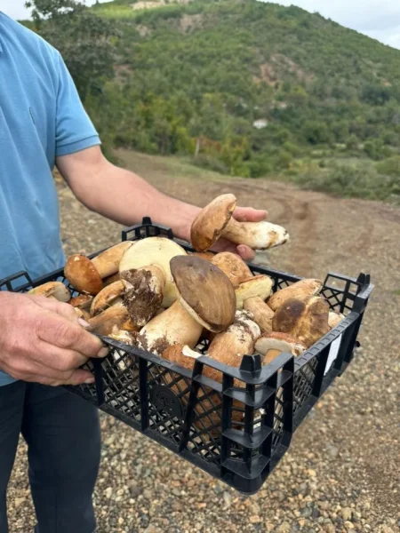 Puke, SHITEN KERPUDHA LISI BIO 10 MILEK TE VJETRA CMIMI PER KILE 10 €