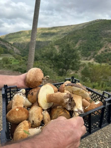 Puke, SHITEN KERPUDHA LISI BIO 10 MILEK TE VJETRA CMIMI PER KILE 10 €